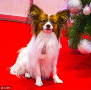 ​蝴蝶犬谁养谁后悔(蝴蝶犬为什么养的人少)