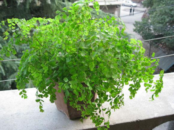 吸水石假山盆景栽什么植物好(吸水石放哪个位置招财)