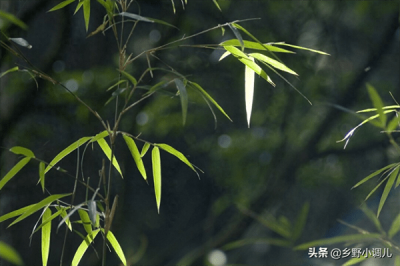 ​米竹叶子发黄干枯怎么办(米竹叶子发黄是怎么回事)