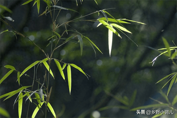 米竹叶子发黄干枯怎么办(米竹叶子发黄是怎么回事)