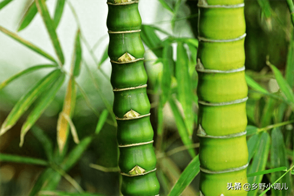 米竹叶子发黄干枯怎么办(米竹叶子发黄是怎么回事)