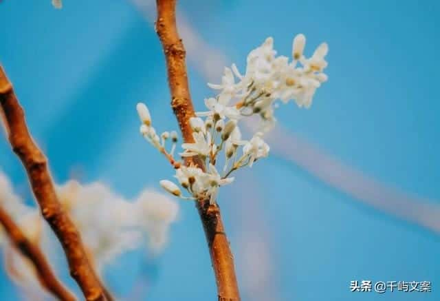 2020独一无二的淘宝昵称（好听的淘宝昵称小清新）