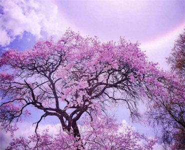 ​《三生三世》的十里桃林，就在西藏，有“中国最长桃花沟”之誉