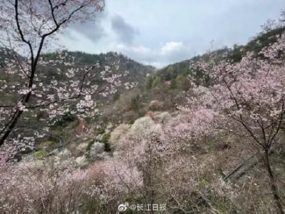 ​武大樱花开放时间(武大樱花的历史与来历)