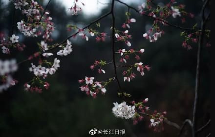 武大樱花开放时间(武大樱花的历史与来历)-第2张图片-