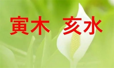 ​寅亥合化木是什么意思