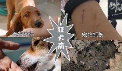 ​超过24小时打狂犬疫苗有用吗(被猫抓伤超过24小时打狂犬疫苗有用吗)
