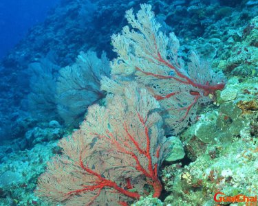 ​珊瑚海在那个地方？珊瑚海属于哪个国家的