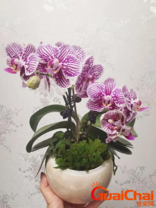 ​蝴蝶兰一年四季开花吗?蝴蝶兰什么时候开花?
