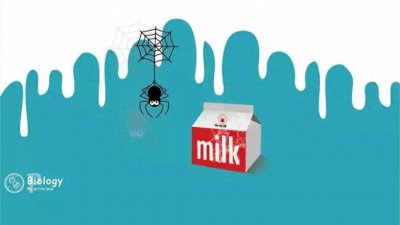 ​自然｜科学家发现蜘蛛哺乳行为，网友：可以喝蜘蛛奶了