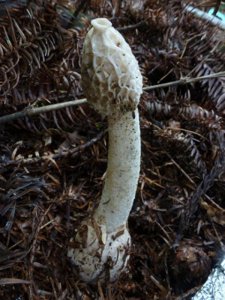 ​重庆首现野生白鬼笔！貌似竹荪、蛇头菌，为何专家会说如此罕见？