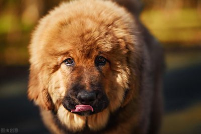 ​神犬藏獒变成火锅材料，这十几年它到底经历了什么？