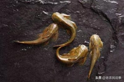 ​俗称“石巴子”，个头不大，以前溪水中常见到，现在卖千元一斤