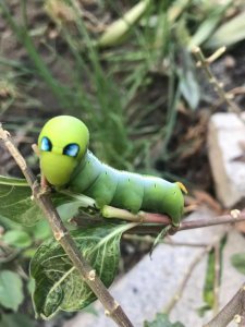 ​夹竹桃天蛾幼虫的外形特征与防治方法