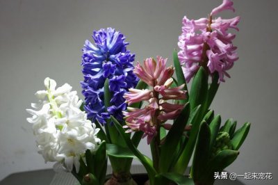 ​冬天最常见的花有哪些？分享冬天照样开花的5款花，耐寒皮实不生病