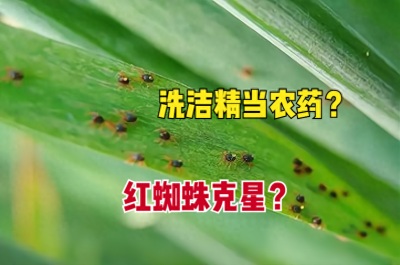 ​洗洁精能当农药使用，洗洁精是红蜘蛛克星？看看到底咋回事？