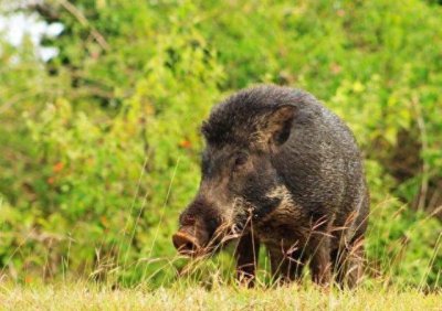 ​如果野猪袭击我，打死它我也会被判刑吗？