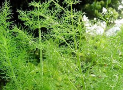 ​小茴香的功效与作用 男人多吃小茴香补肾虚