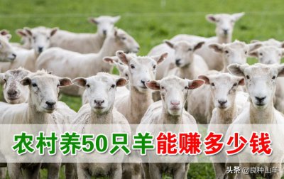 ​养羊利润分析（养羊的利润与成本分析，50只羊起步要投入多少钱？能赚多少钱？