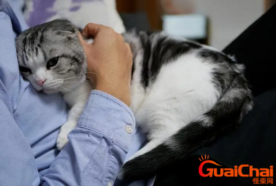 ​如何确定猫认主人了？猫认主人了怎么知道？