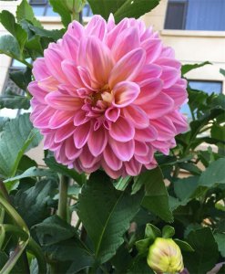 ​大丽花盆栽怎么养？做好3步，一年两次花，花型大颜色美