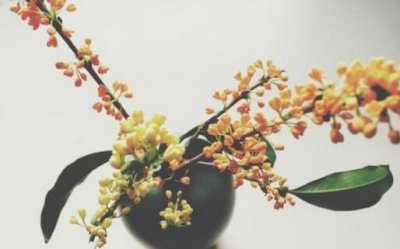 ​桂花的功效与作用 桂花吃了有什么好处?桂花可以直接吃吗?桂花的吃法有哪些?哪
