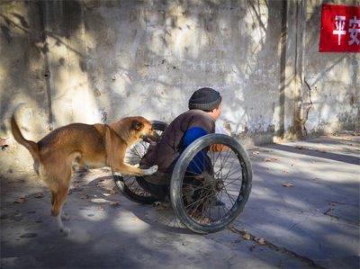 ​什么狗比较好养听话（这6种狗狗很“听话”，适合中老年人养，送爸妈真的很不