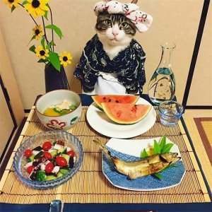 ​猫只能吃猫粮吗? 除了猫粮，猫咪还可以吃这6种食物，营养更充足