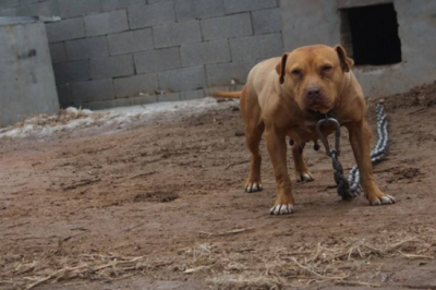 ​凶犬有哪些品种（能匹敌虎狼的5种猛犬，尤其是第五种，五分钟能咬死一只藏獒