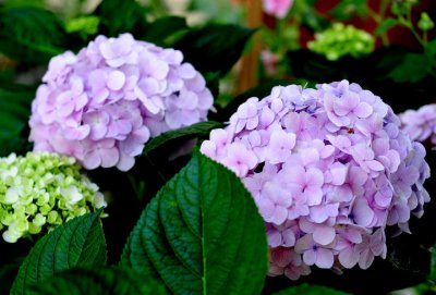 ​小雏菊可以送人吗（你知道这些花的花语嘛？）