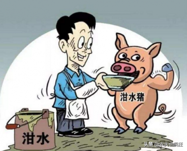 ​泔水猪肉吃了有什么害处(用饭店的剩饭菜喂猪有哪些危害？这种猪肉人吃了是否危