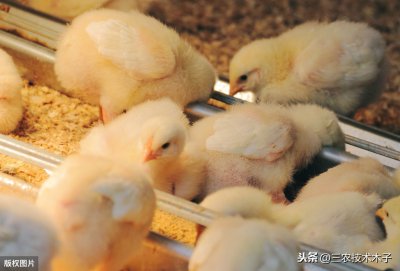 ​最简单的孵小鸡方法 一学就会！建议收藏