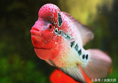​罗汉鱼饲养注意事项