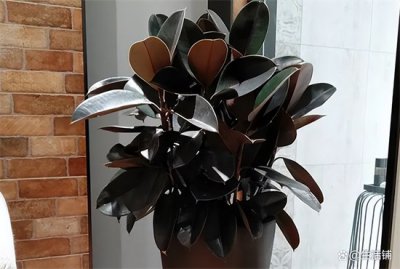 ​橡皮树的养殖方法和注意事项详解（橡皮树的养殖方法和注意事项详解，总结5个