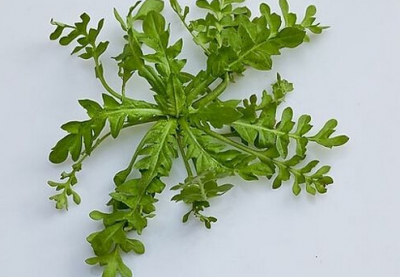 ​荠菜的功效 荠荠菜有什么功效与作用