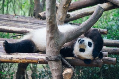 ​吃什么可以去黑眼圈最快最有效（怎么去除黑眼圈？用土豆和燕麦自制天然眼霜）