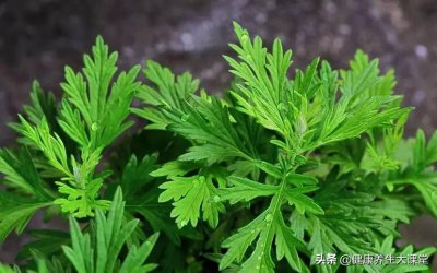 ​艾叶泡脚的功效（温经止血  平喘镇咳）
