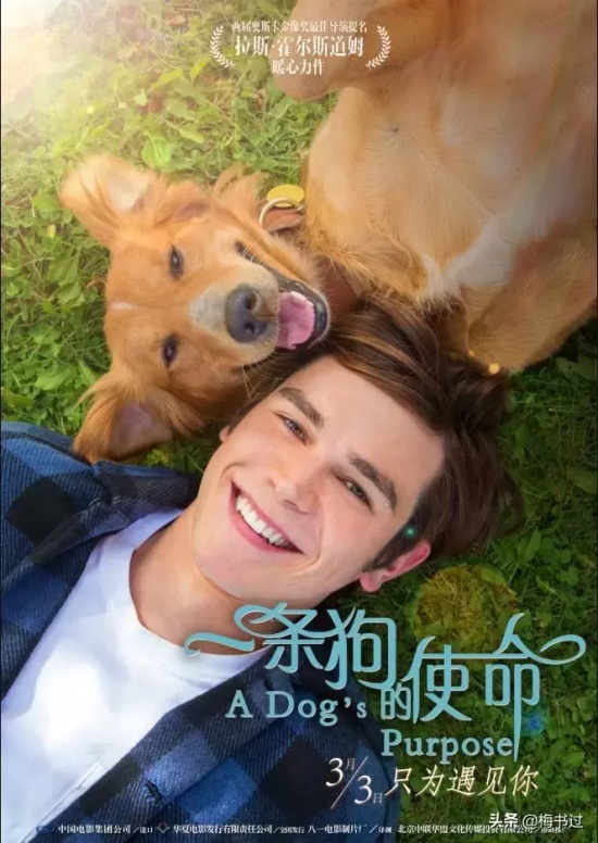 有哪些好看的狗狗电影（十大灵性狗狗电影推荐）