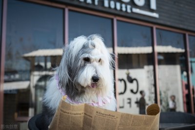 ​狗狗一年来几次月经?  要来多久