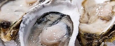 ​生蚝是酸性还是碱性 生蚝是碱性还是酸性食物