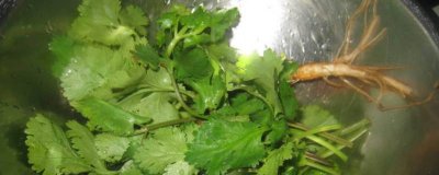 ​白萝卜葱白香菜根煮水的功效 白萝卜和香菜根熬水功效