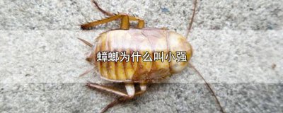​蟑螂为什么叫小强虫 蟑螂为啥叫”小强”?原来真这么强!