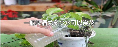 ​啤酒兑水浇花的比例是多少 用啤酒浇花兑多少水合适