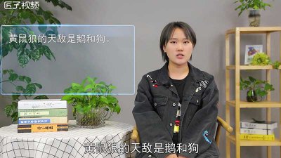 ​黄鼠狼的天敌有哪些动物「黄鼠狼的天敌有哪些人」