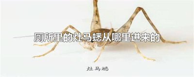 ​灶马蟋窝在哪里 灶马蟋是什么东西