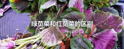 ​苋菜与红苋菜的区别 红色苋菜和绿色苋菜有什么区别