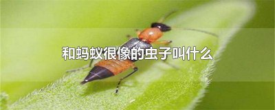 ​长的像蚂蚁一样的虫子 跟蚂蚁很像的虫子有哪些