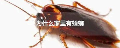 ​为什么家里有蟑螂卵 为什么家里有蟑螂蜈蚣