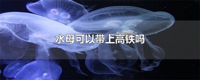 ​水母能不能带上地铁 小水母可以带上飞机吗
