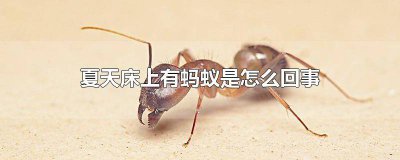 ​夏天床上有蚂蚁应该怎么弄才没有 床上经常有蚂蚁是怎么回事